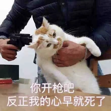 宠物网红：替人赚钱的工具猫狗 第3张