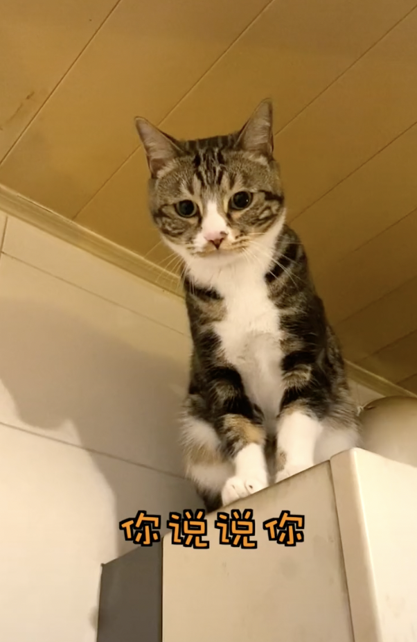 宠物网红：替人赚钱的工具猫狗 第9张