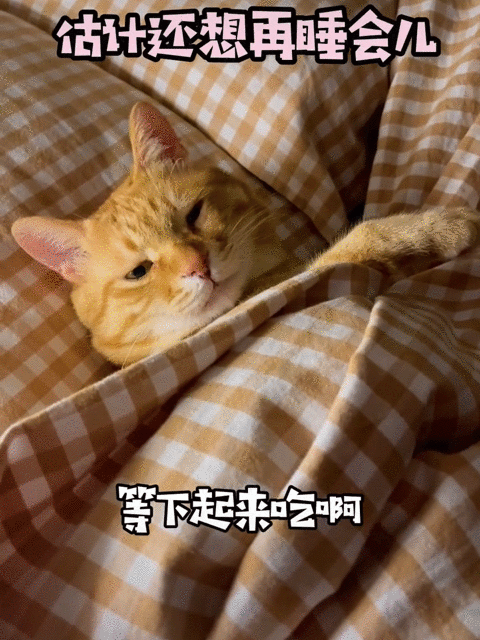 宠物网红：替人赚钱的工具猫狗 第11张