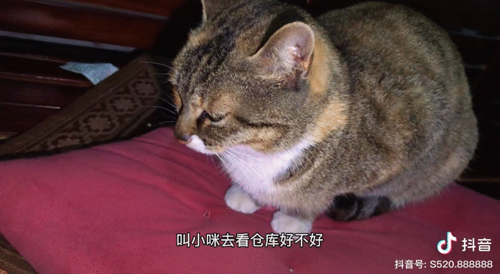 宠物网红：替人赚钱的工具猫狗 第13张