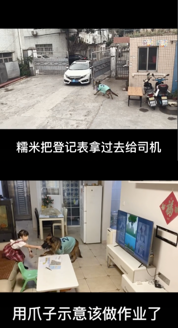 宠物网红：替人赚钱的工具猫狗 第15张