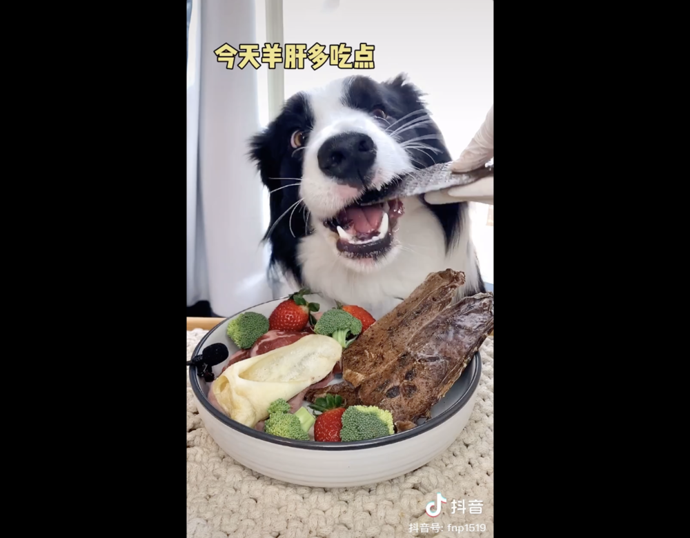 宠物网红：替人赚钱的工具猫狗 第19张