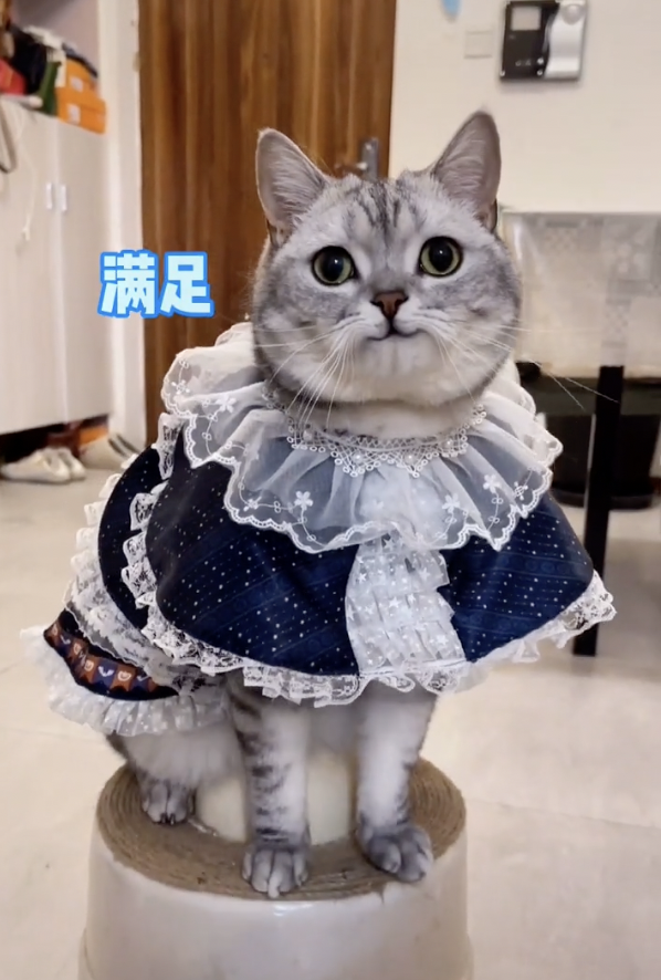 宠物网红：替人赚钱的工具猫狗 第27张