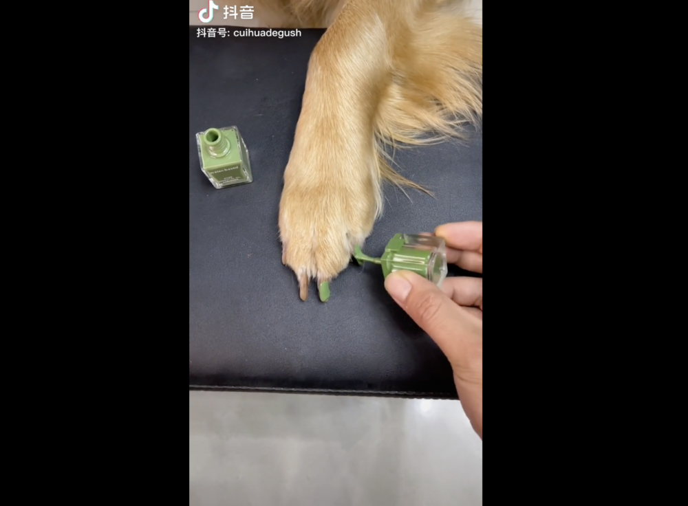 宠物网红：替人赚钱的工具猫狗 第31张