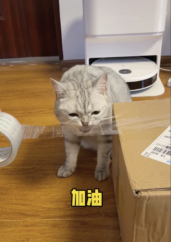 宠物网红：替人赚钱的工具猫狗 第33张