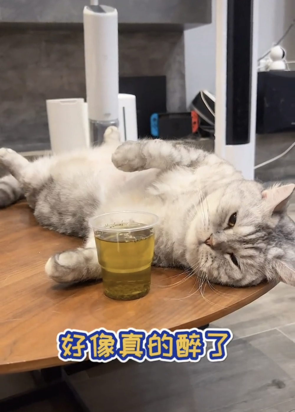 宠物网红：替人赚钱的工具猫狗 第35张