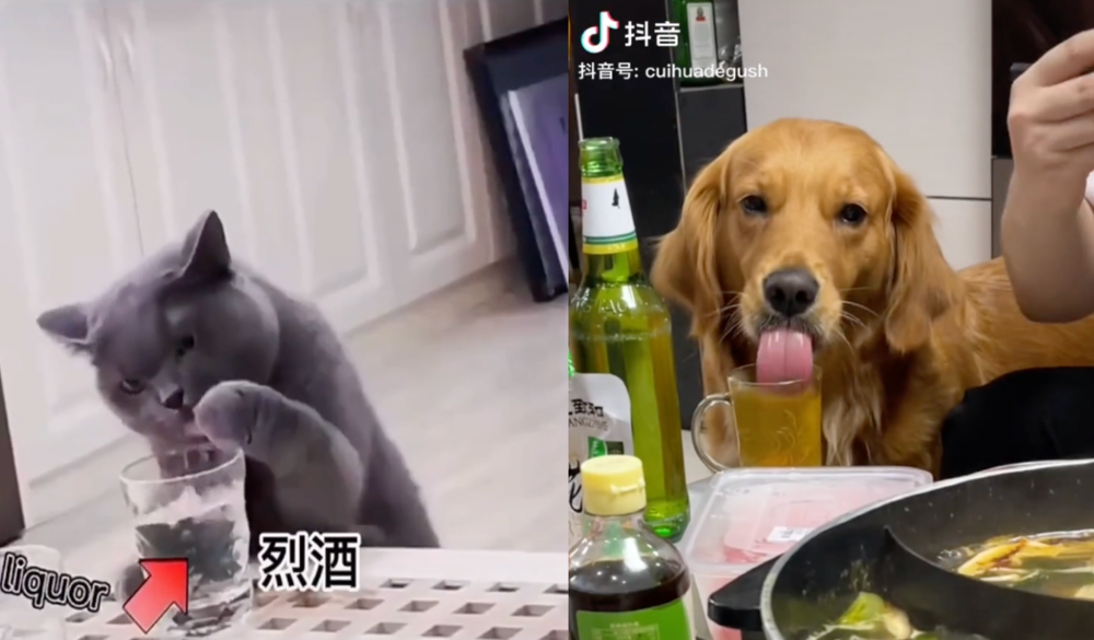 宠物网红：替人赚钱的工具猫狗 第37张
