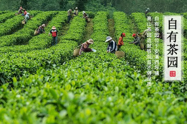 乌龙茶茶叶品牌排行榜：八马仅第二，中闽弘泰居首 第7张