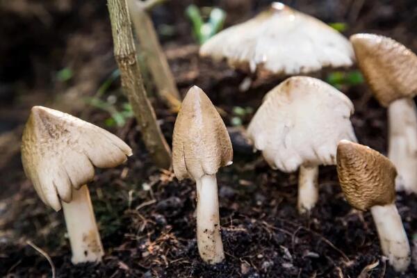 抗癌的野生菌类排行榜前十名，鸡枞菌排名第一 第1张