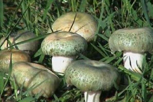 抗癌的野生菌类排行榜前十名，鸡枞菌排名第一 第11张