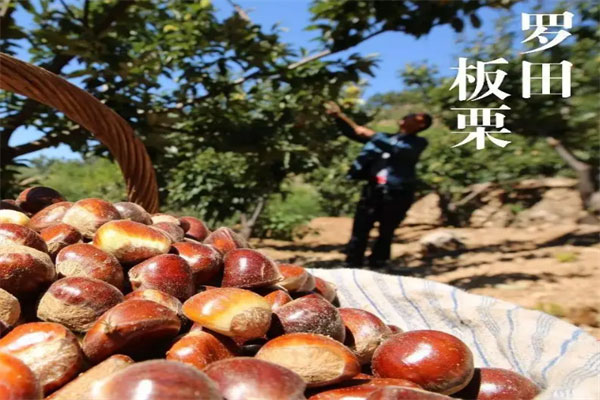 中国十大板栗连锁店：天津小宝上榜，粒上皇排第一 第11张