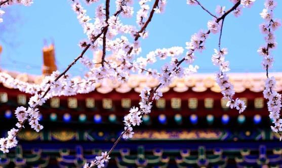 踏青赏花正当时 赏花惹过敏六招防治过敏 第3张