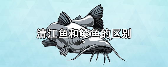 清江鱼和鲶鱼有什么区别吗？ 第1张