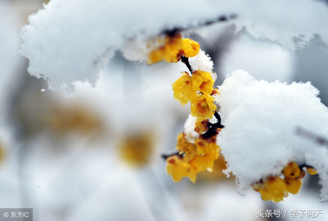 江雪古诗带拼音注释（江雪古诗内容及解释） 第1张