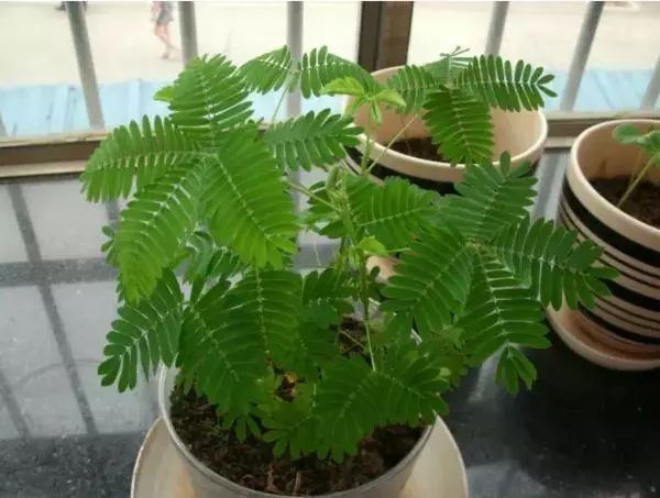 ​给家人们说，这10种花，个个对健康不利，不能摆在卧室里 第1张