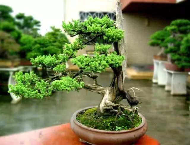 ​给家人们说，这10种花，个个对健康不利，不能摆在卧室里 第5张