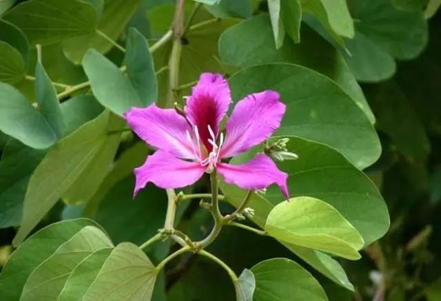 ​给家人们说，这10种花，个个对健康不利，不能摆在卧室里 第15张