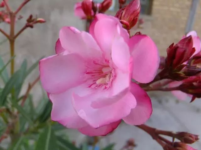 ​给家人们说，这10种花，个个对健康不利，不能摆在卧室里 第17张
