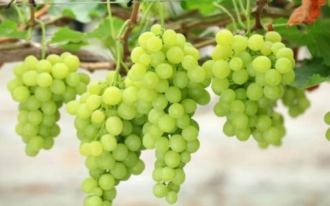 养脾胃最有效的7种水果：葡萄橙子荔枝全上榜