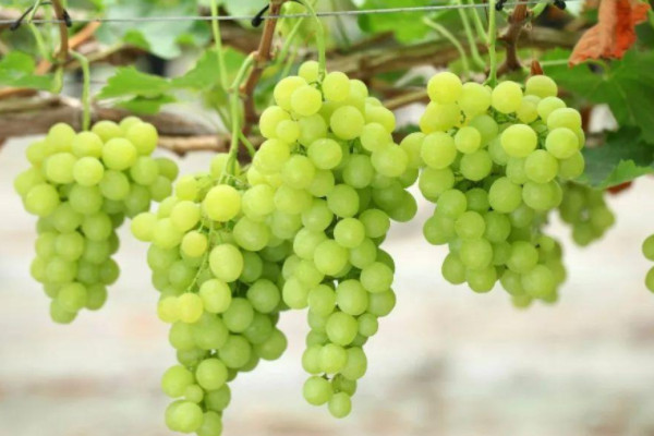 养脾胃最有效的7种水果：葡萄橙子荔枝全上榜 第1张