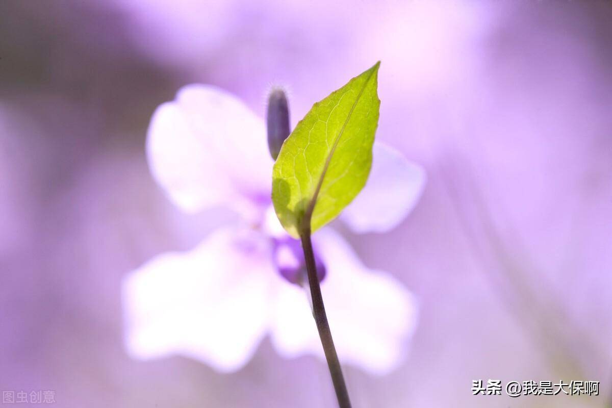 8d9969a971754a118f2b9a293bdc52canoop.image_ 第1张