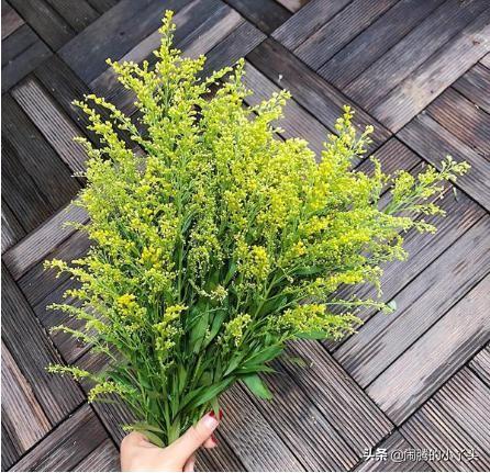 黄莺草的花语是什么（关于黄莺草的象征寓意解读） 第21张