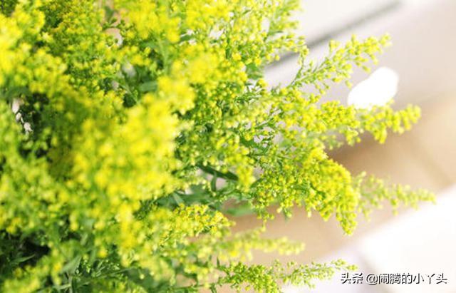黄莺草的花语是什么（关于黄莺草的象征寓意解读） 第5张