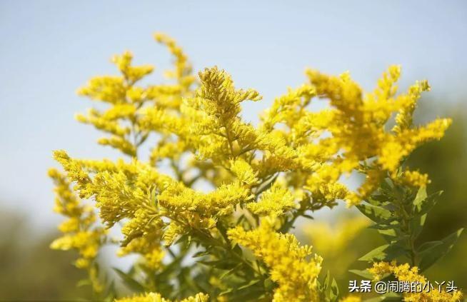 黄莺草的花语是什么（关于黄莺草的象征寓意解读） 第1张