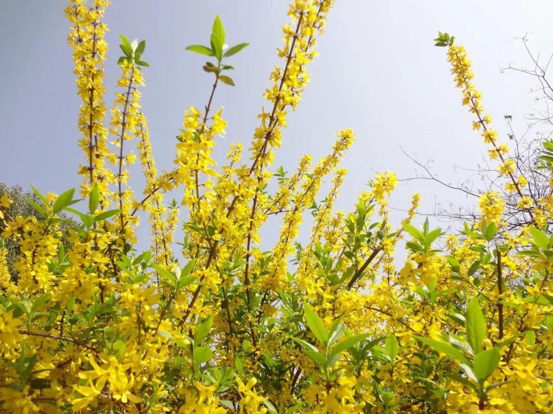 春天的花朵有哪些（盘点15种在春天开放花卉） 第3张