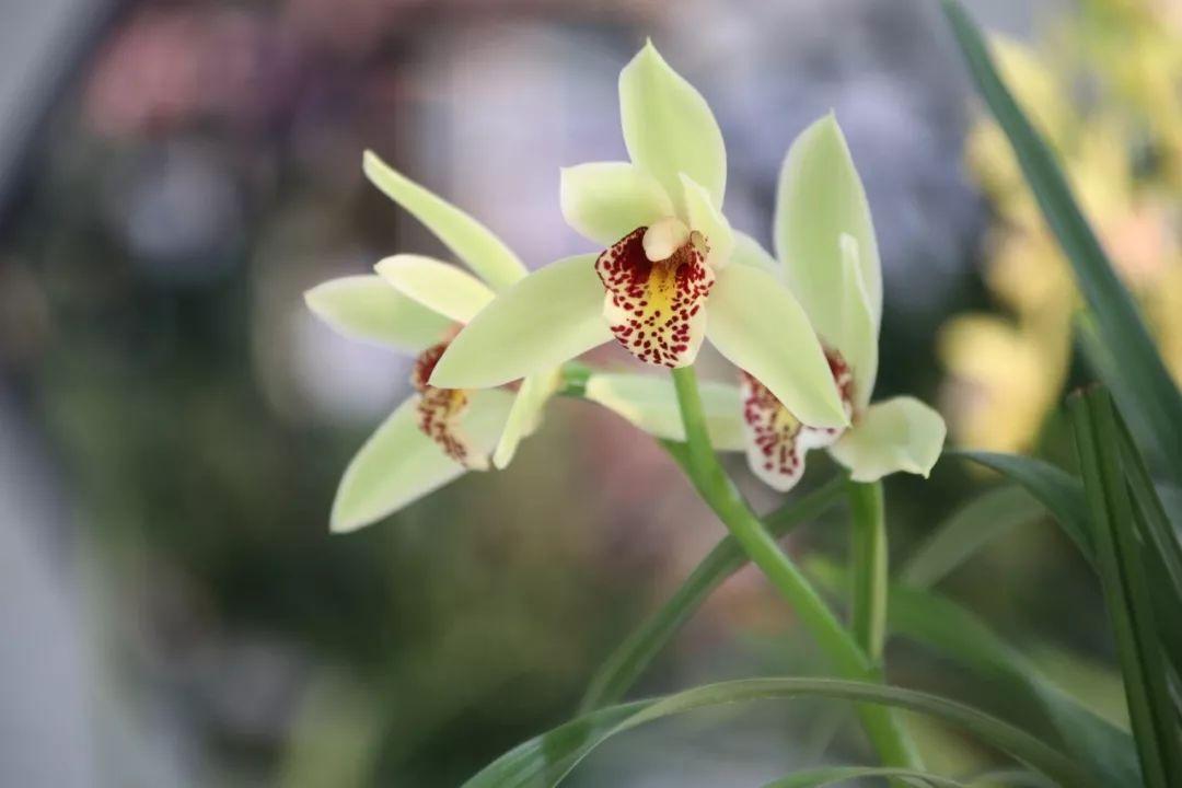 春天的花朵有哪些（盘点15种在春天开放花卉） 第11张