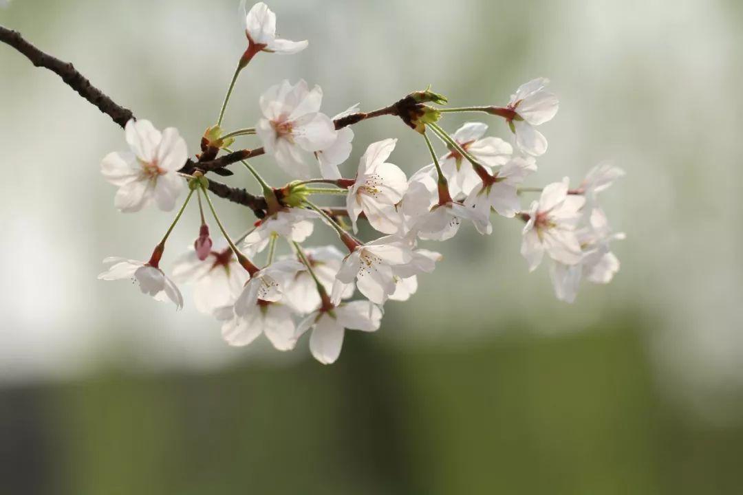 春天的花朵有哪些（盘点15种在春天开放花卉） 第15张