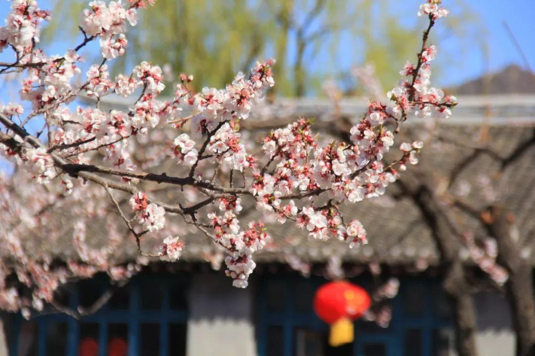 春天的花朵有哪些（盘点15种在春天开放花卉） 第23张