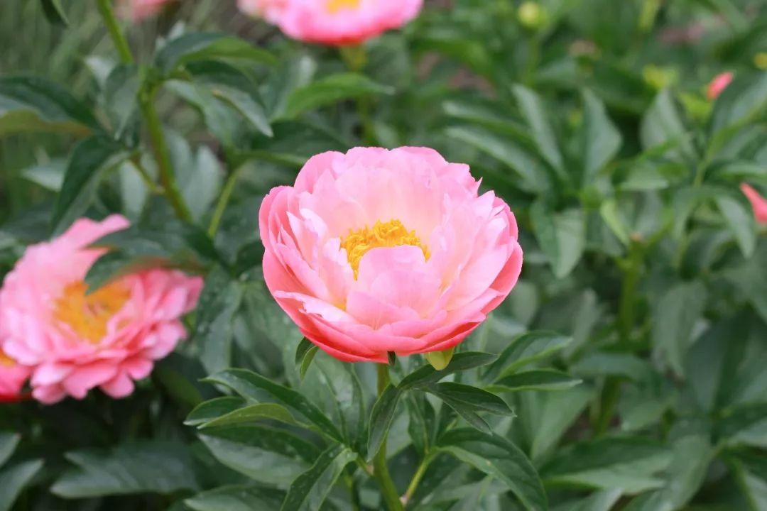 春天的花朵有哪些（盘点15种在春天开放花卉） 第27张