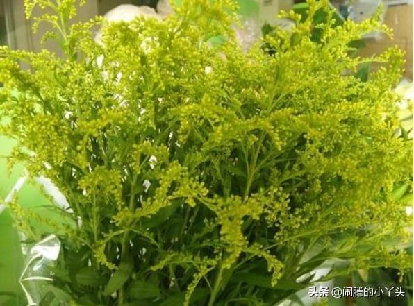 黄莺草的花语是什么（关于黄莺草的象征寓意解读） 第17张