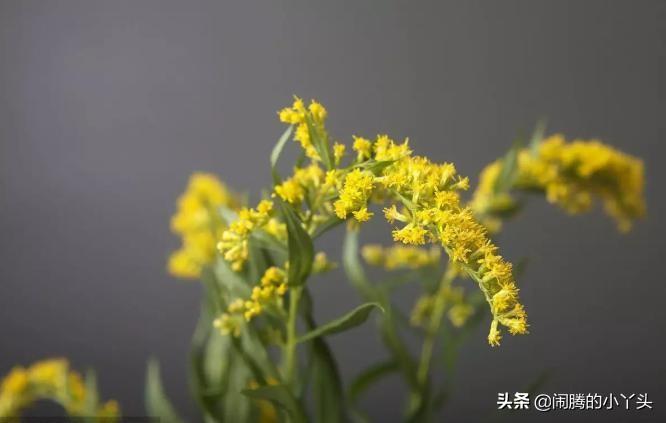 黄莺草的花语是什么（关于黄莺草的象征寓意解读） 第9张