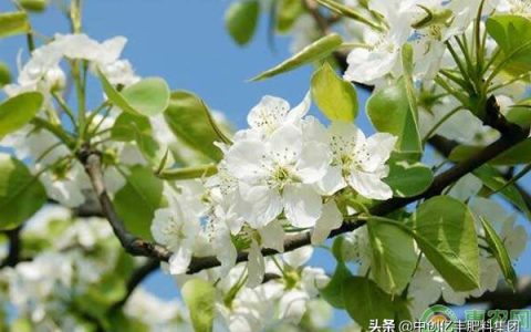 梨花是什么季节开的？想了解的朋友赶紧看看下文吧