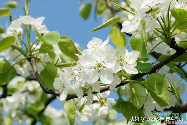 梨花是什么季节开的？花期如何养护？ 第1张