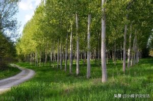 俗语“院中不栽三树，客厅莫挂三物”　3种树、3物品有禁忌，你知道吗？ 第1张