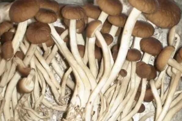 好吃的十种蘑菇,蘑菇好的品种是什么 第13张