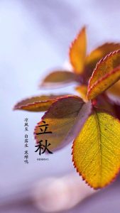 早立秋、晚立秋这样分，这平均温度是准则 第1张