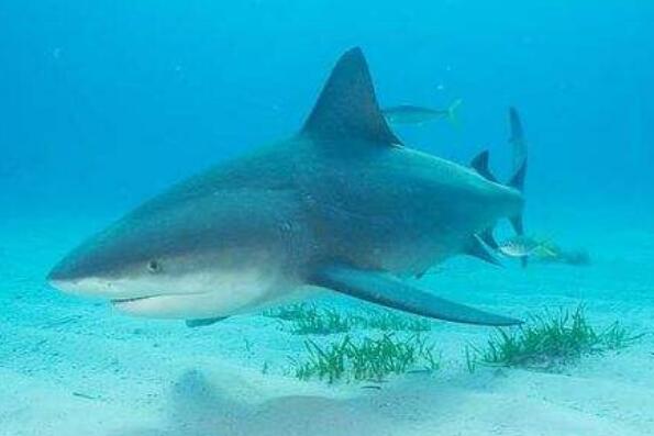 十大巨型海洋生物,世界上大的海洋生物排名 第3张
