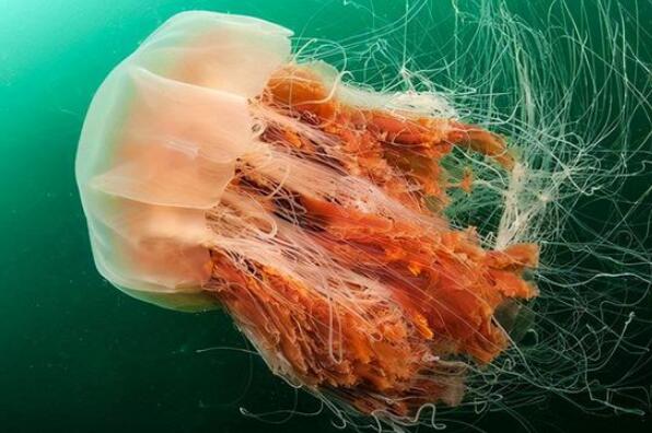 十大巨型海洋生物,世界上大的海洋生物排名 第5张