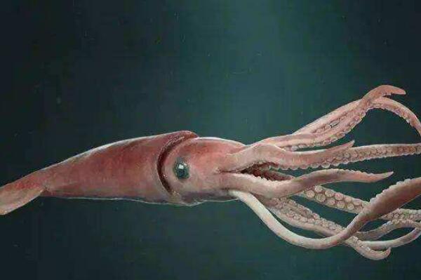 十大巨型海洋生物,世界上大的海洋生物排名 第9张