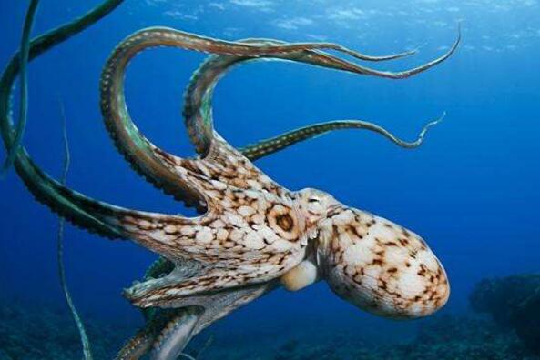 十大巨型海洋生物,世界上大的海洋生物排名 第13张
