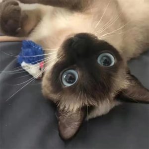蓝猫到底好养不好养？第一次养宠物猫需要注意什么？ 第1张