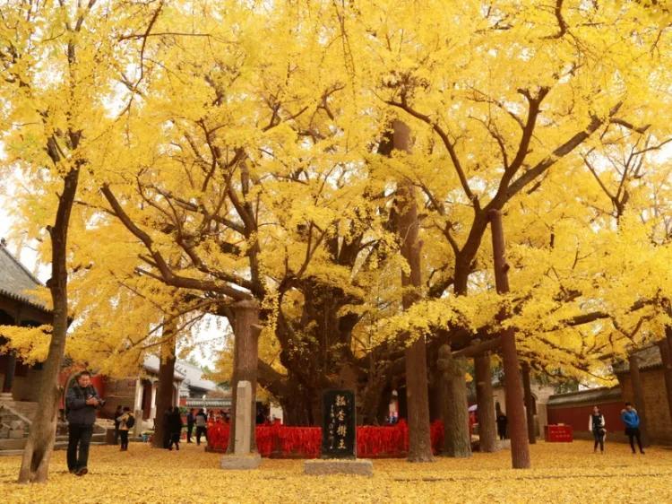 日照旅游景点哪里好玩（日照值得推荐的十二个景点） 第21张
