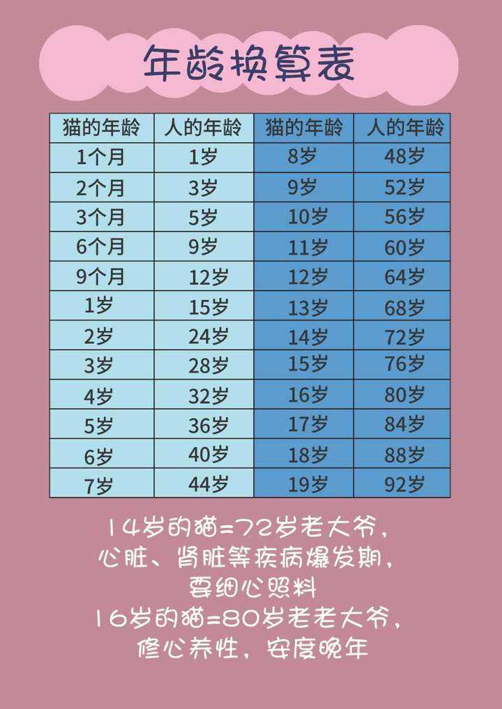 猫一岁相当于人的几岁（猫咪与人类最新年龄换算表） 第3张