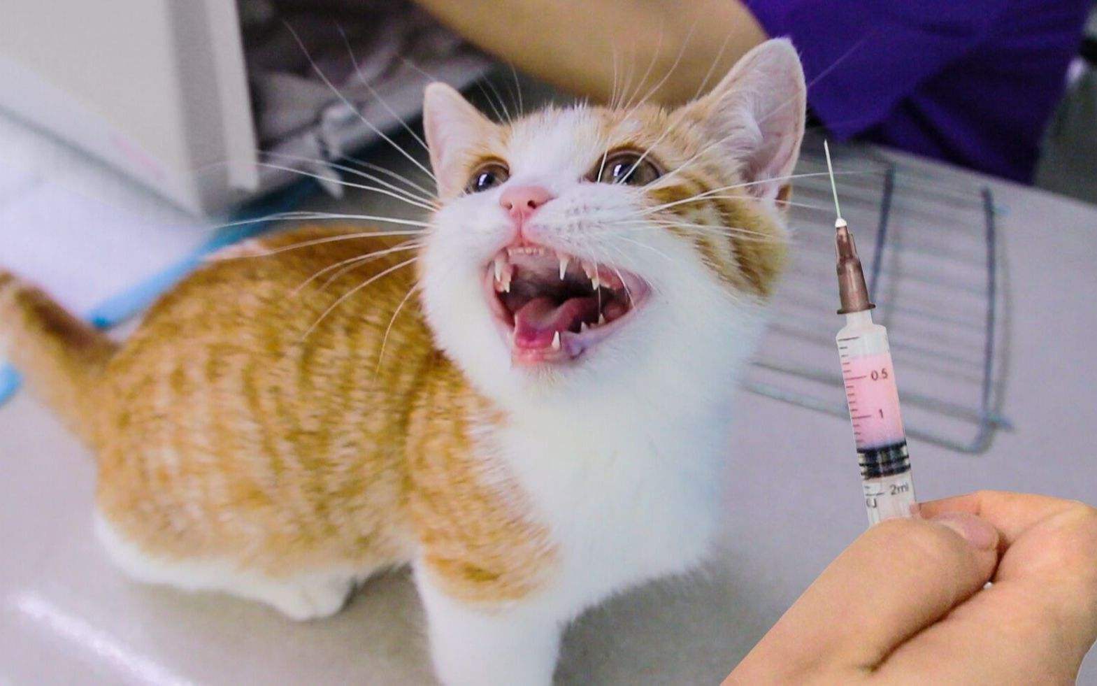 猫一岁相当于人的几岁（猫咪与人类最新年龄换算表） 第7张