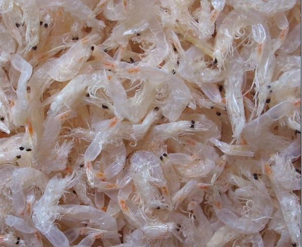 滨州特产有哪些土特产？滨州十大特产排名 第15张