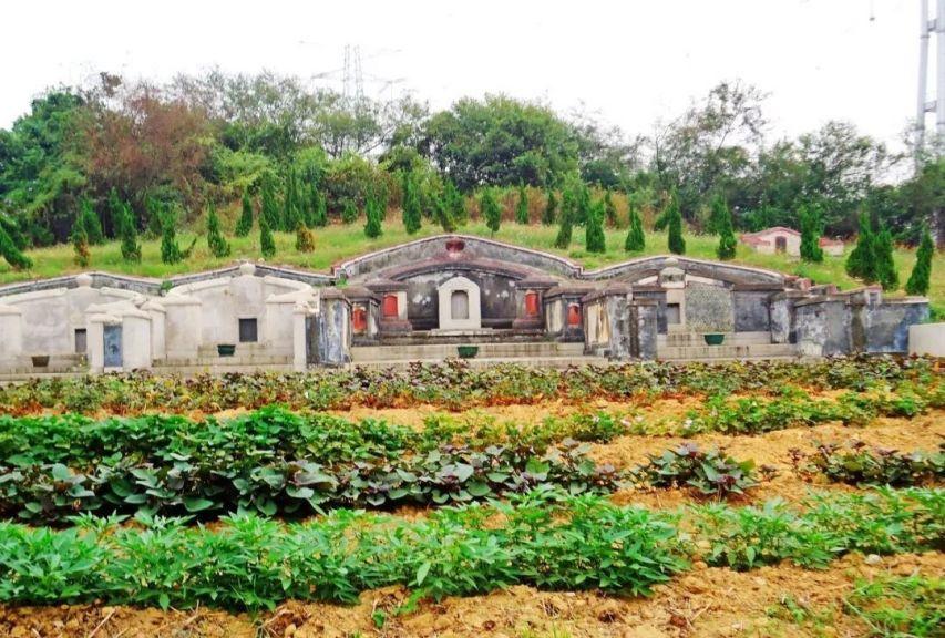 红薯是什么时候传入中国（一广州生意人偷带红薯回国） 第7张